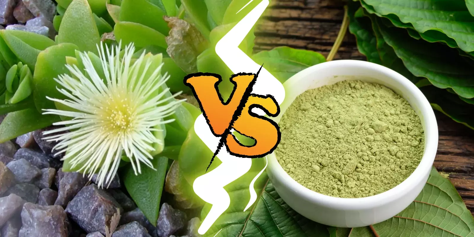 Kanna Vs Kratom: Key Differences, Effects & Benefits Explained